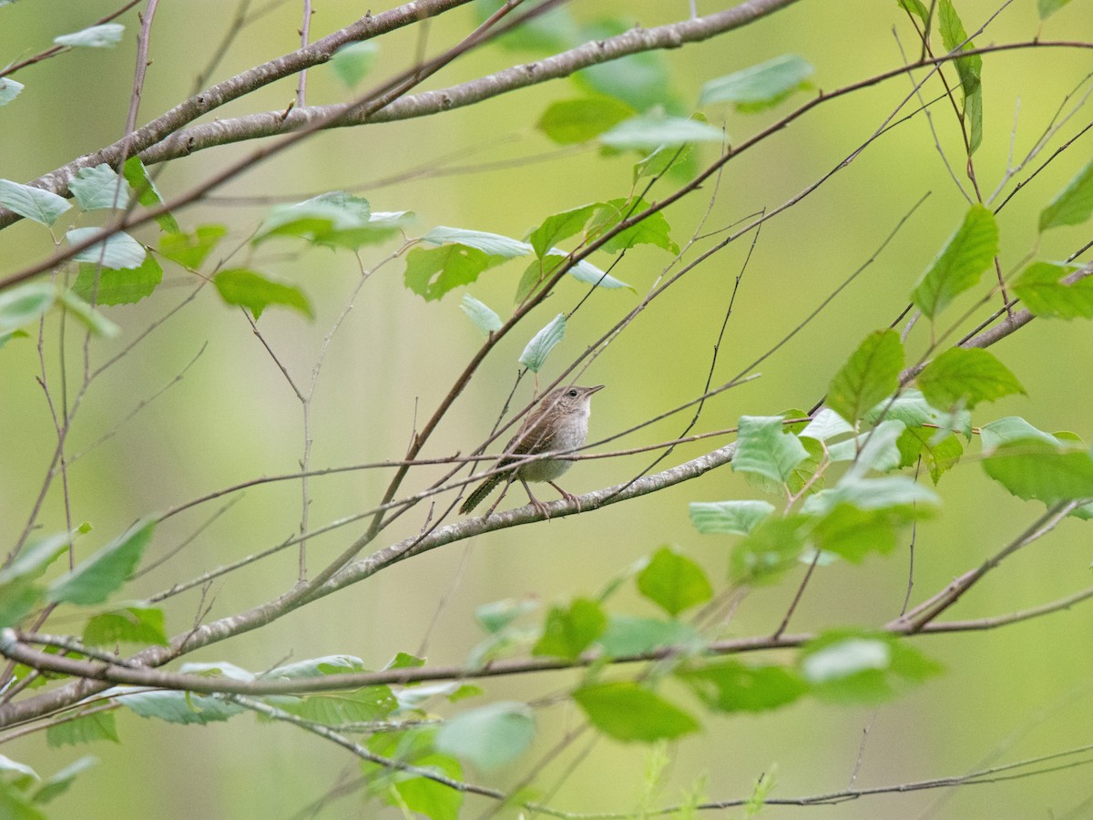 Northern House Wren - ML468978701
