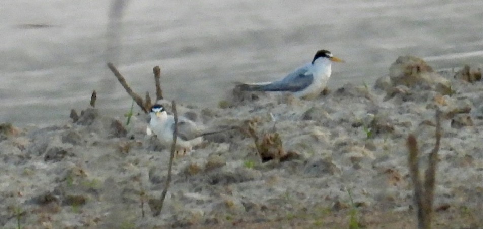 Least Tern - Christopher Daniels