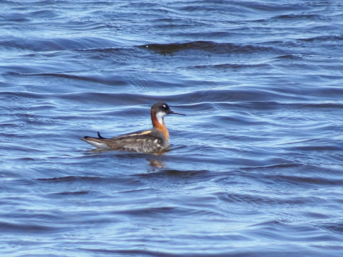 Phalarope à bec étroit - ML468980801