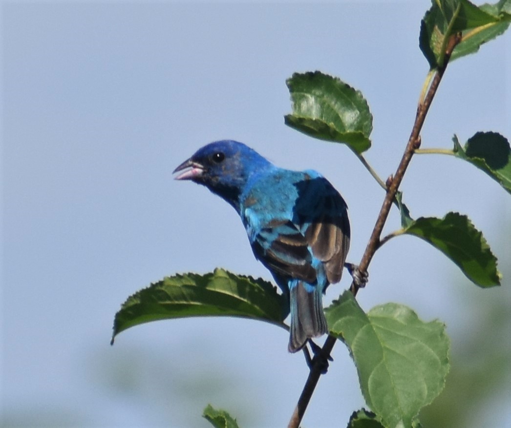 Indigo Bunting - ML468982971