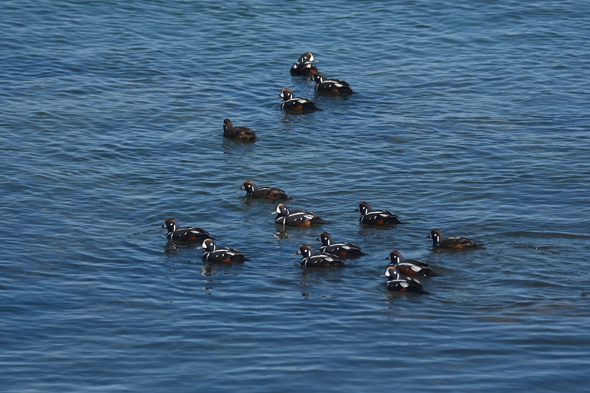 Harlequin Duck - ML468984661