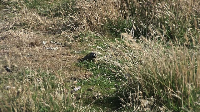 White-bridled Finch (Falkland) - ML468988