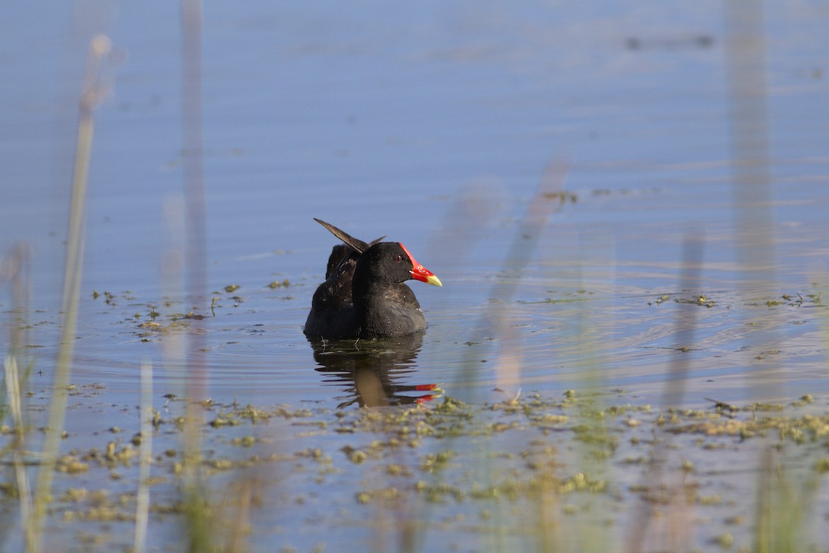 Common Gallinule - ML468988231