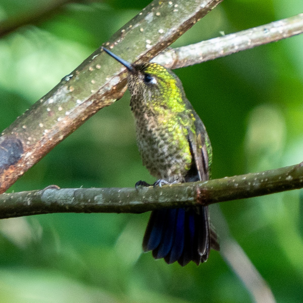 kolibřík dřišťálový - ML468988951