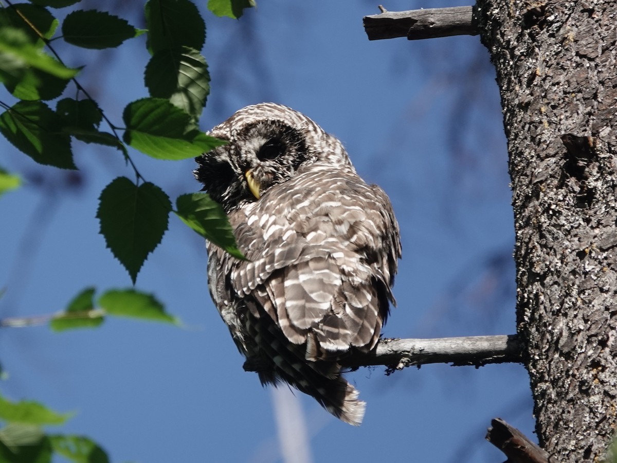 Barred Owl - Mike Blancher