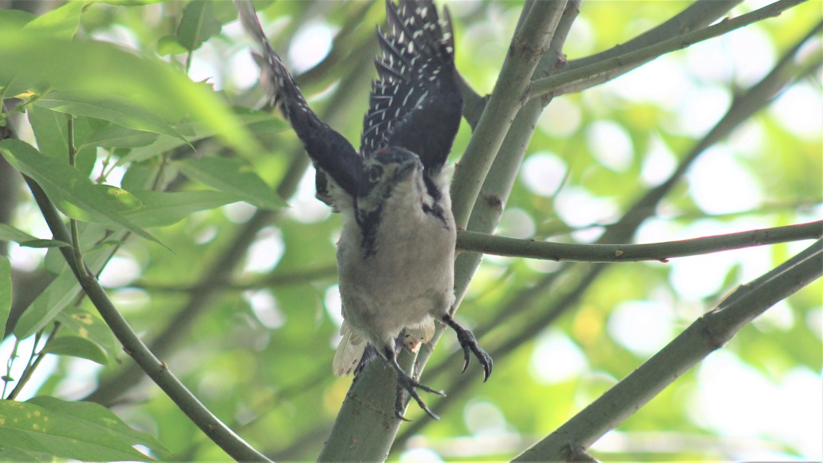 Hairy Woodpecker - ML468989171