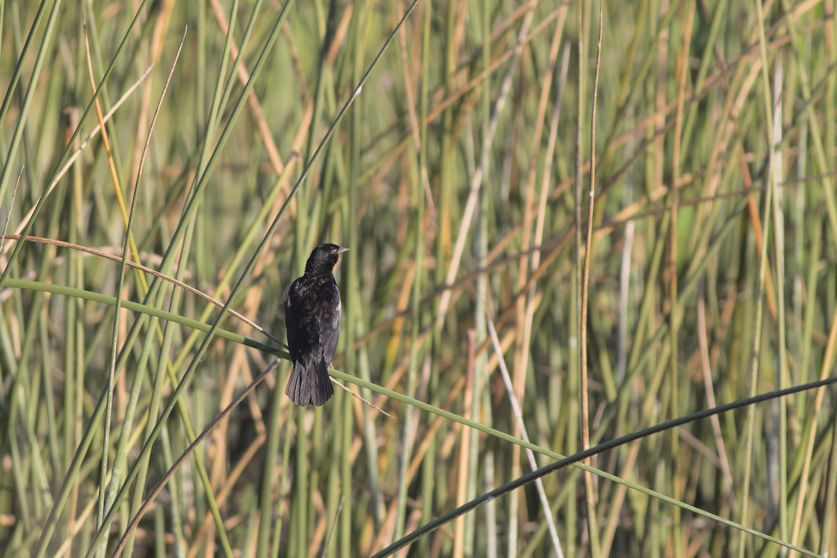 Red-winged Blackbird - ML468989261