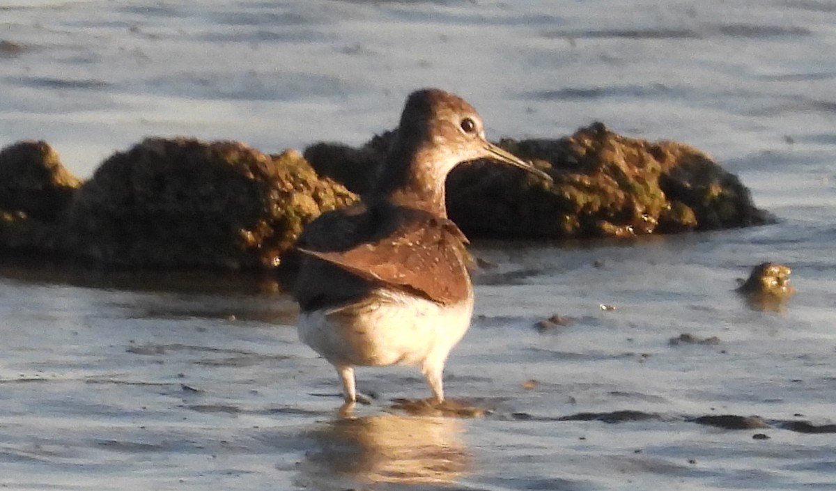 Solitary Sandpiper - ML468992071