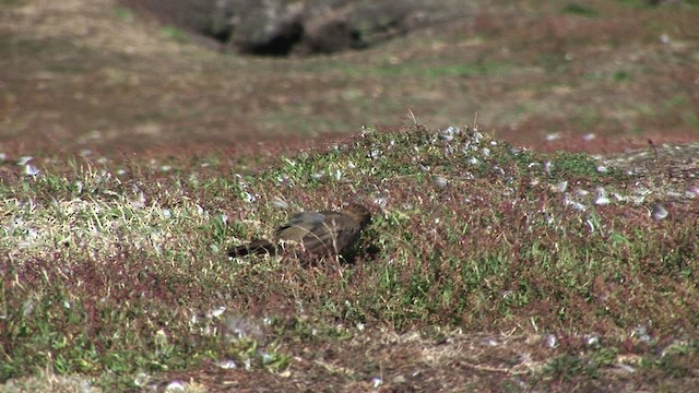 Austral Thrush (Falkland) - ML468993