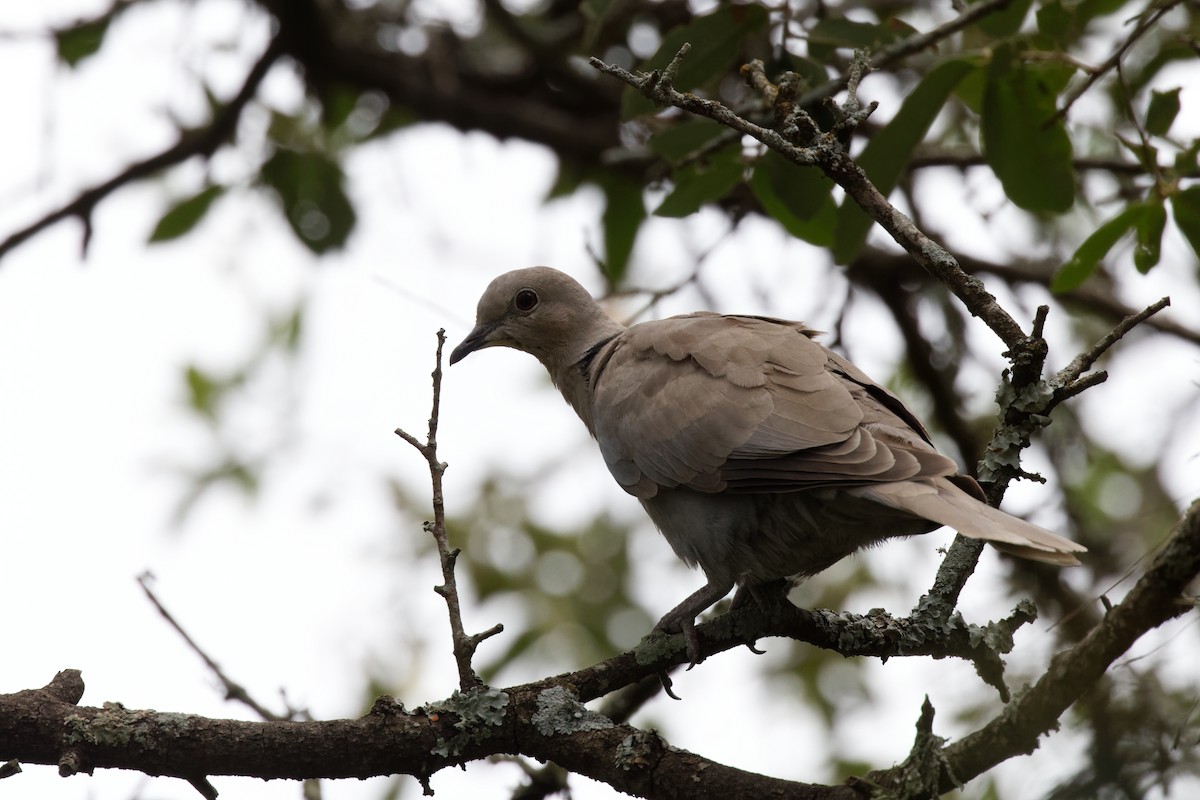 灰斑鳩 - ML468993891