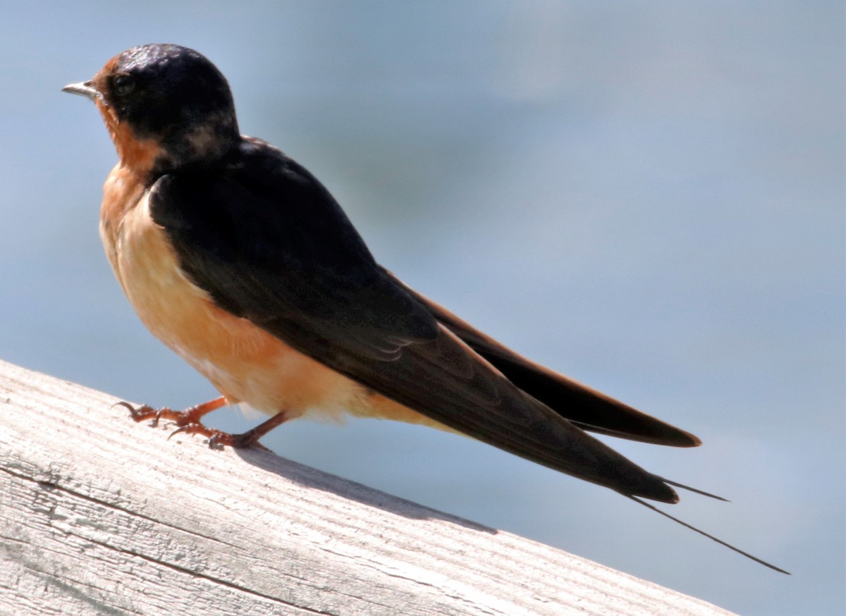 Barn Swallow - Barry Spolter