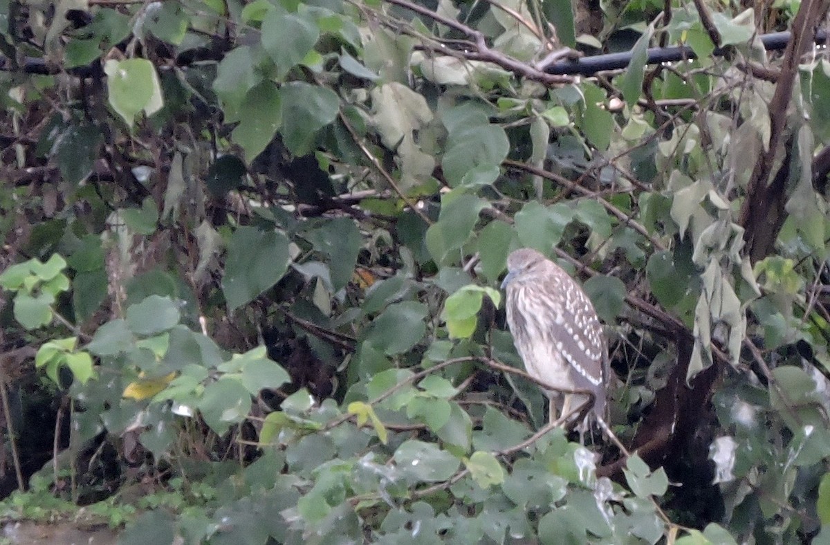 Black-crowned Night Heron - ML46899441