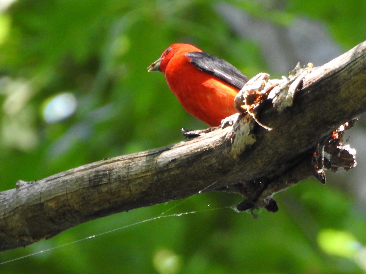 Scarlet Tanager - Larry Chapin