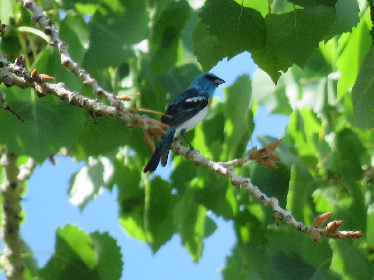 Lazuli Bunting - ML468995211