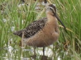 Short-billed Dowitcher - ML468996521