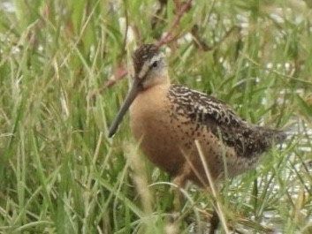 Short-billed Dowitcher - ML468996531