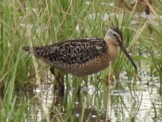 Short-billed Dowitcher - ML468996541