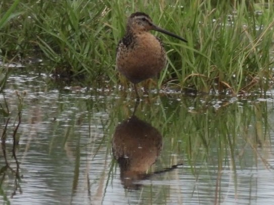 Short-billed Dowitcher - ML468996551