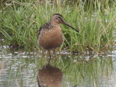 Short-billed Dowitcher - ML468996561