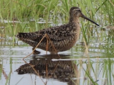 kortnebbekkasinsnipe - ML468996571