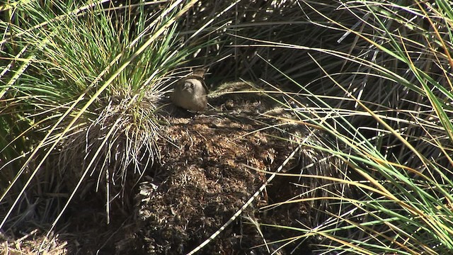 Cobb's Wren - ML468999