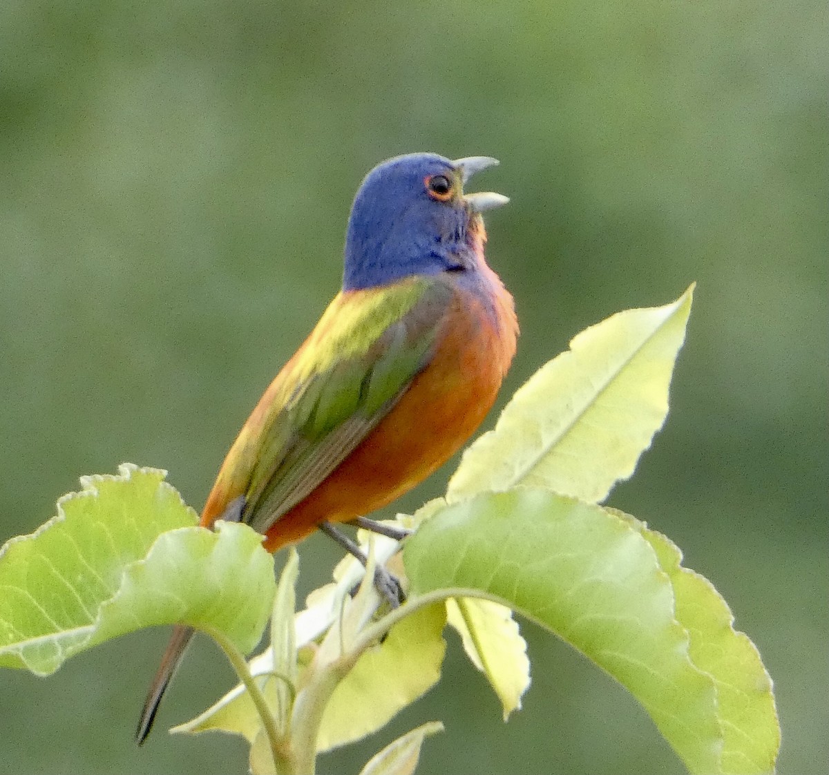 Painted Bunting - ML468999031