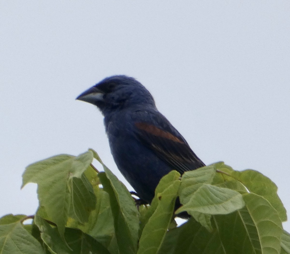 Blue Grosbeak - ML468999081