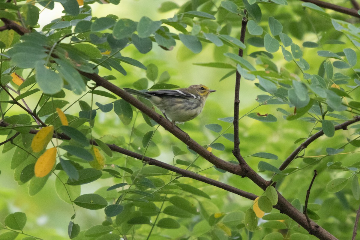 Black-throated Green Warbler - Daniel Redwine