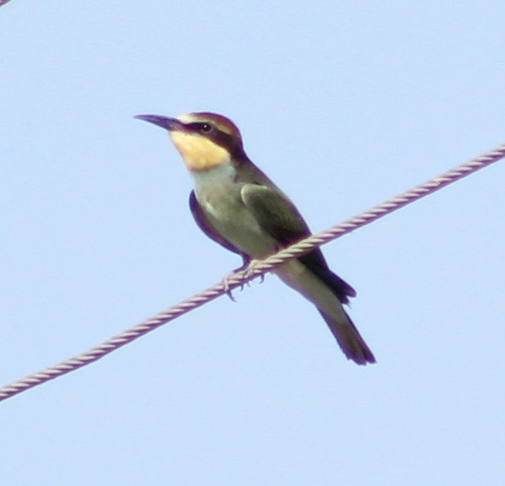 European Bee-eater - ML469000691