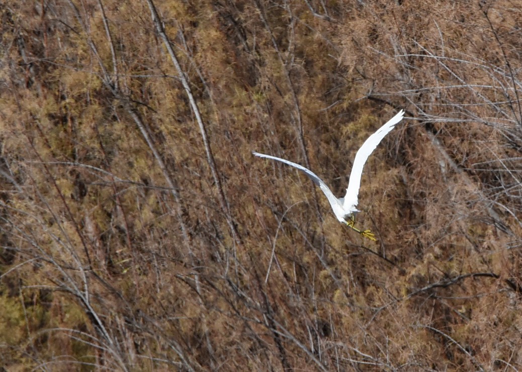 Snowy Egret - Glenda Jones