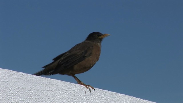 Austral Thrush (Falkland) - ML469003