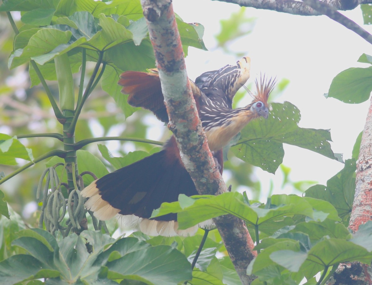 hoatzin - ML469003141