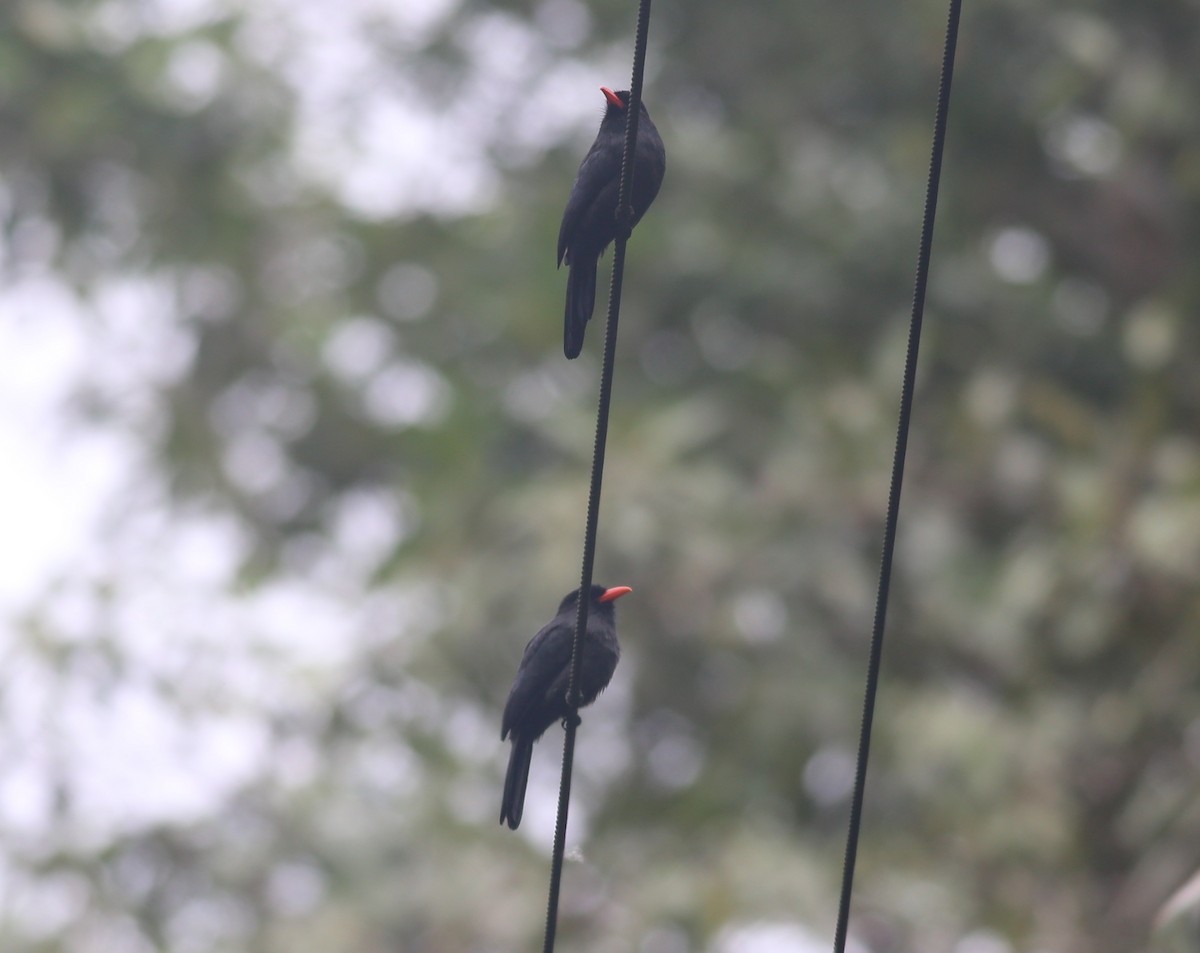 Black-fronted Nunbird - ML469003331