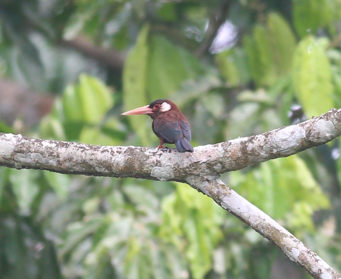 White-eared Jacamar - ML469003371