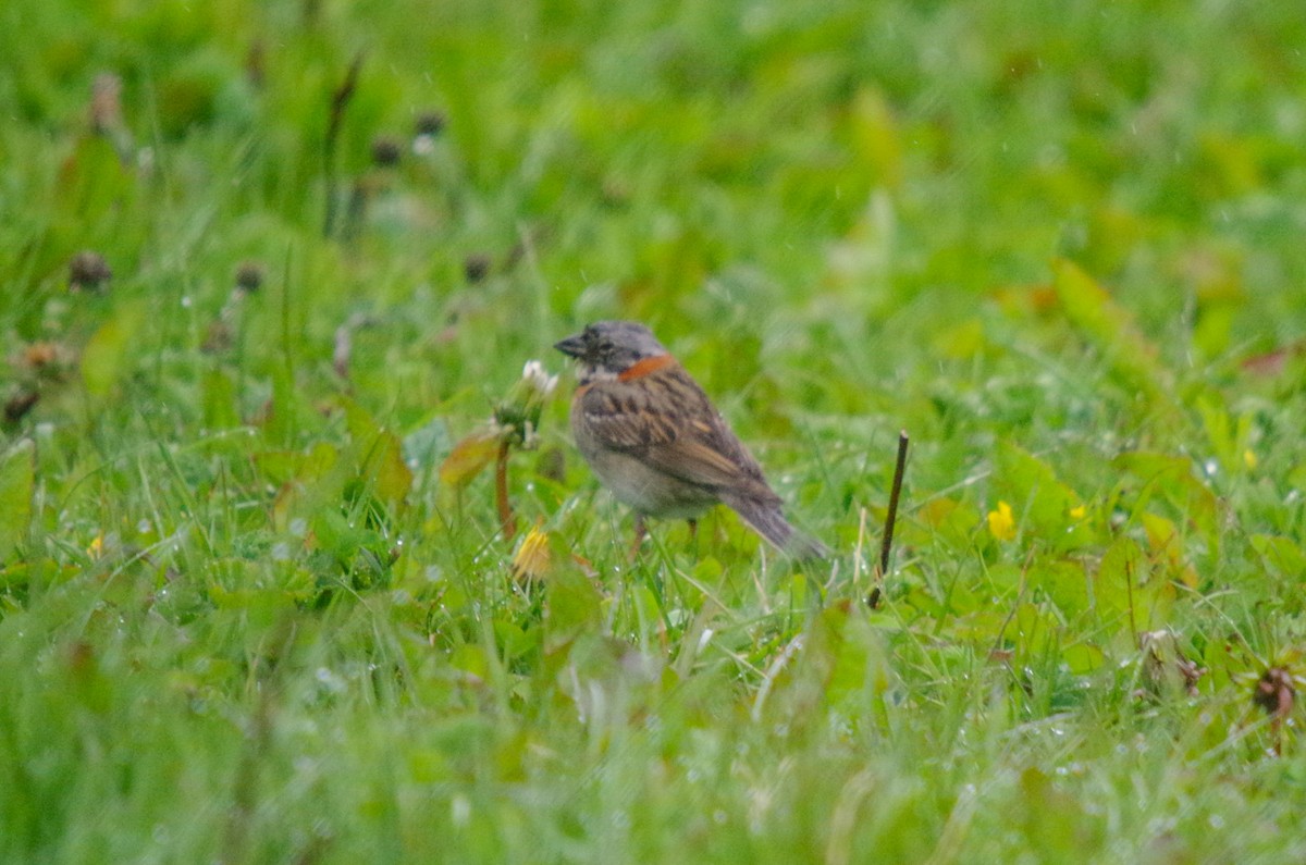 Rufous-collared Sparrow (Patagonian) - ML469003521