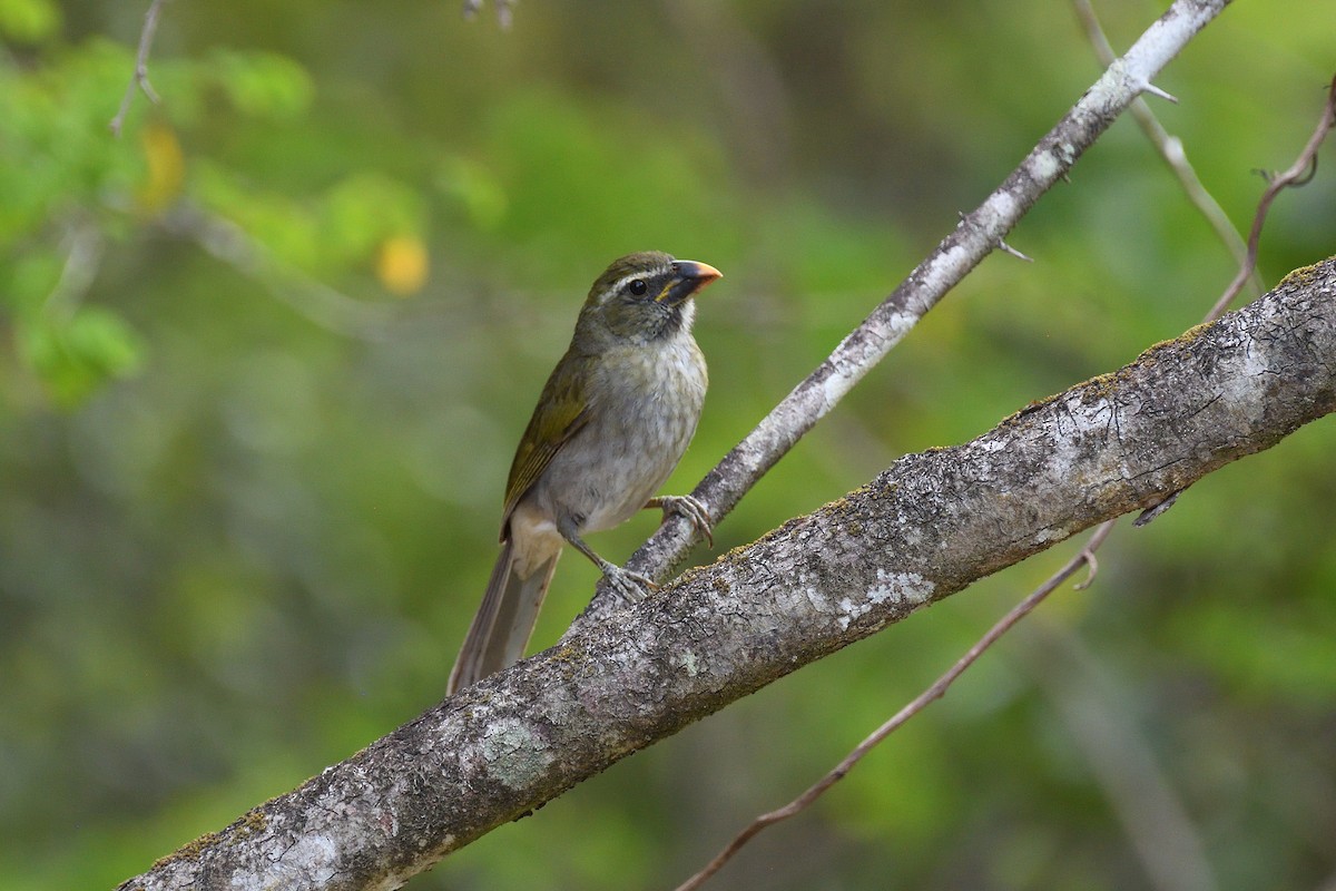 Lesser Antillean Saltator - terence zahner