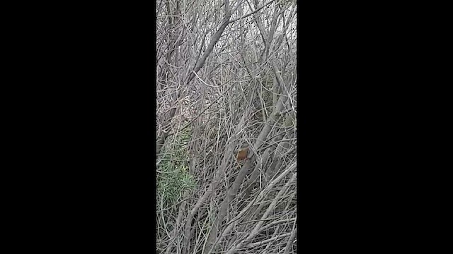 Cinnamon Warbling Finch - ML469006911