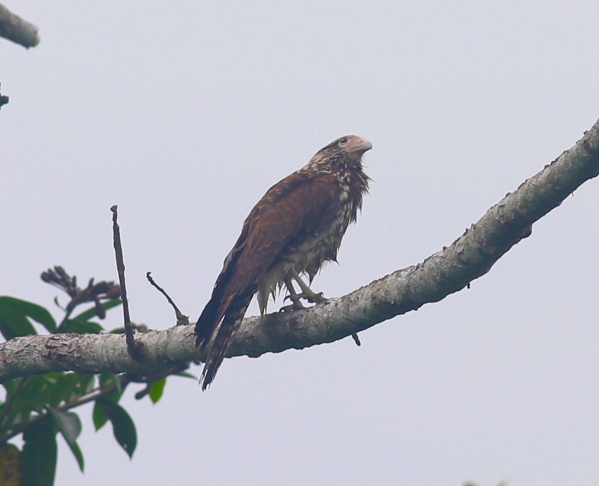 Yellow-headed Caracara - ML469007231