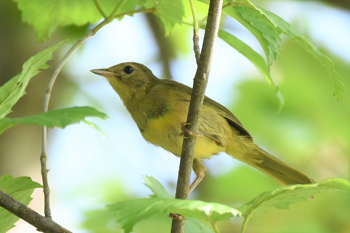 Mourning Warbler - ML469009741