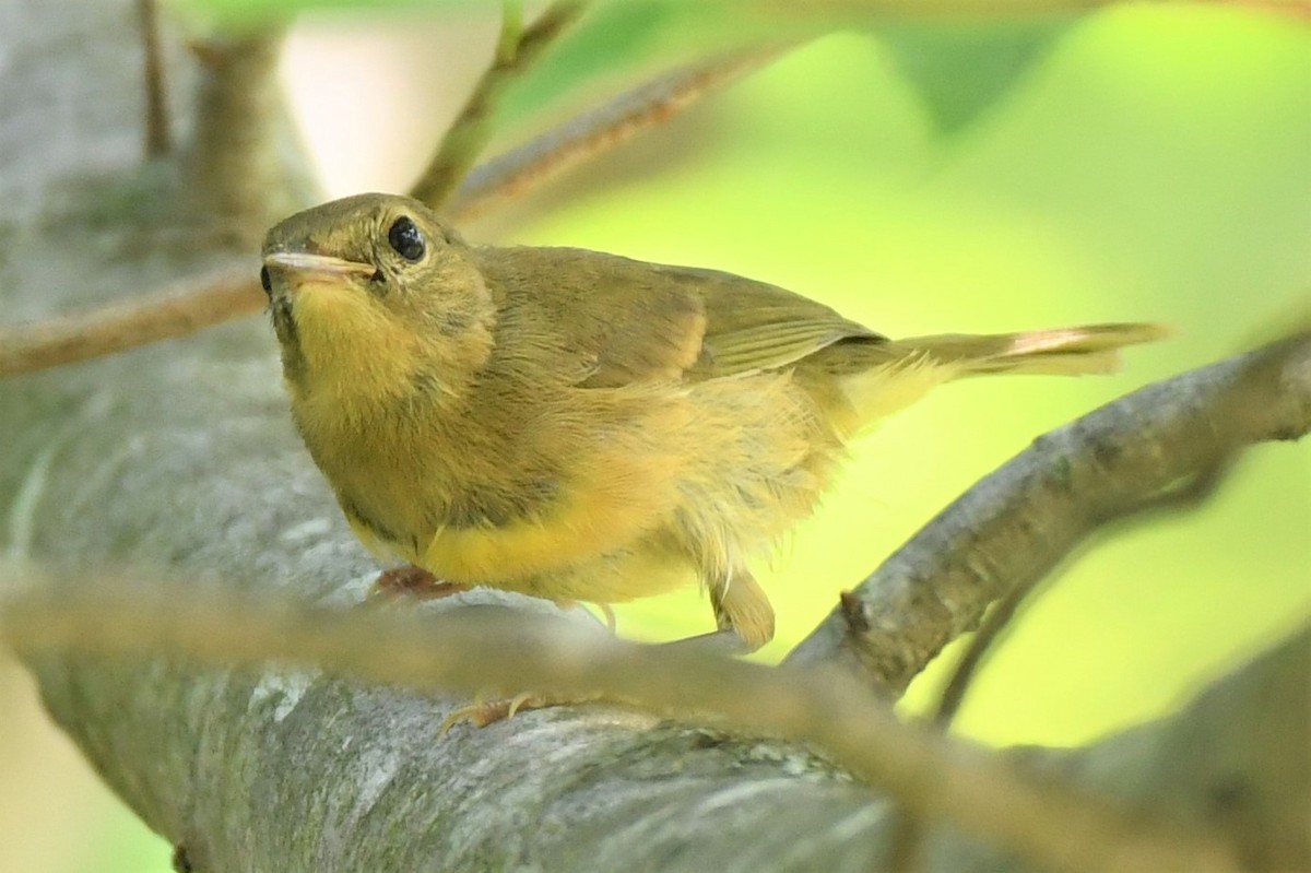 Mourning Warbler - ML469009771