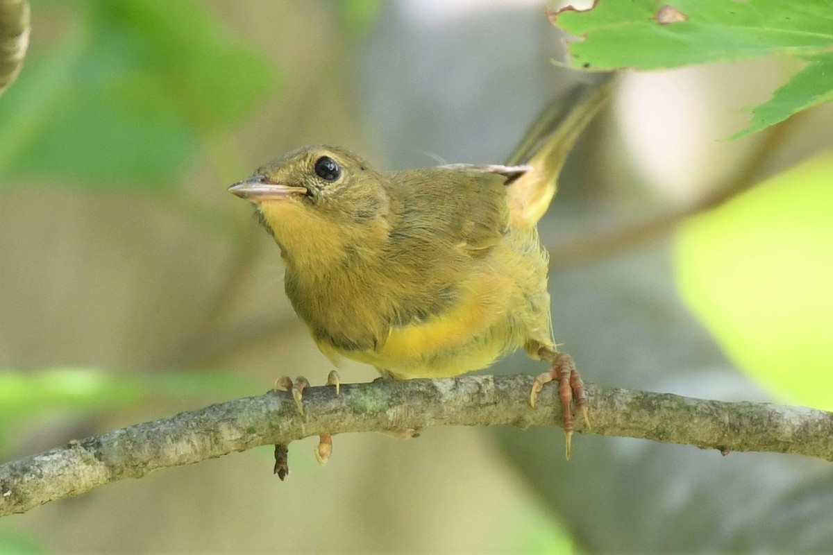 Mourning Warbler - ML469009781