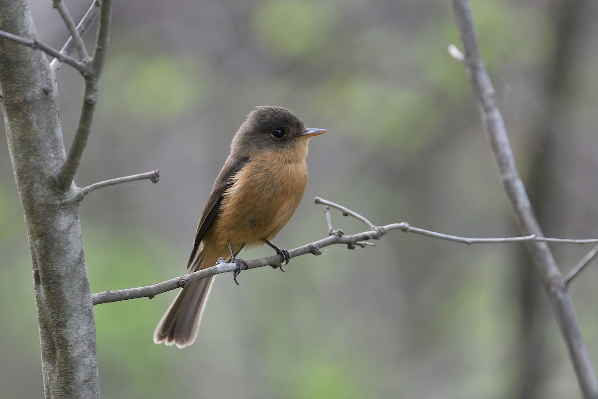 Lesser Antillean Pewee (St. Lucia) - terence zahner