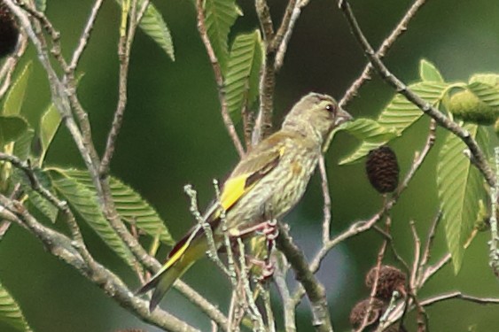 Oriental Greenfinch - ML469011351