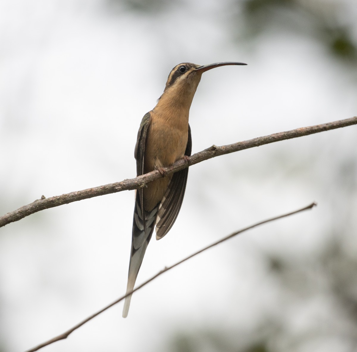 Planalto Hermit - ML469011611