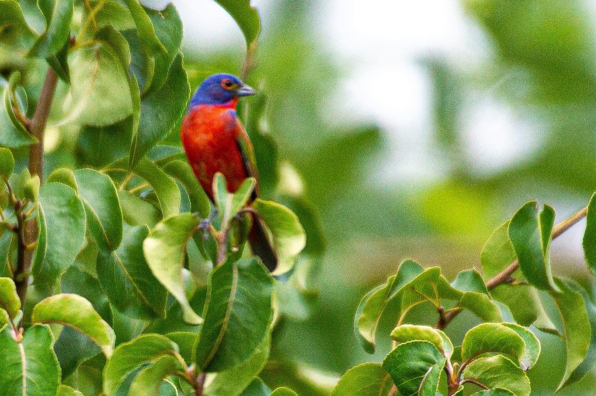 Painted Bunting - ML469011751