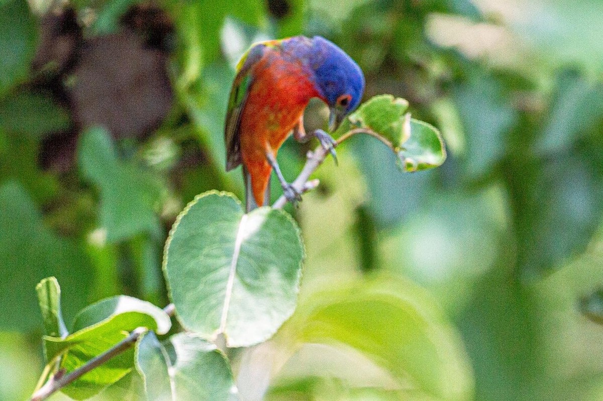 Painted Bunting - ML469011811