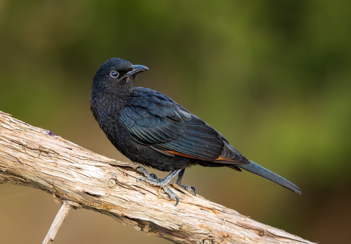 Tristram's Starling - ML469012131