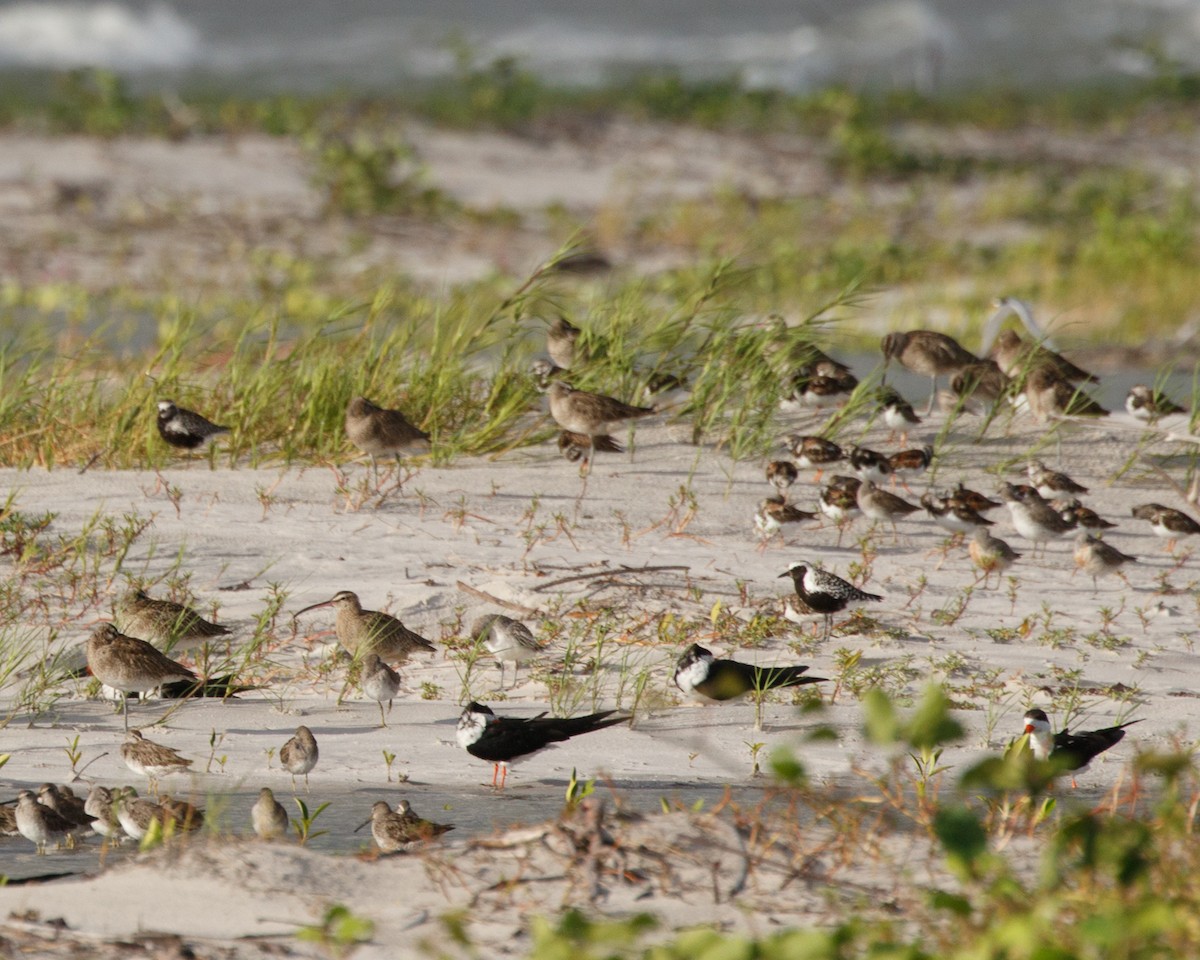 Black-bellied Plover - ML469014801