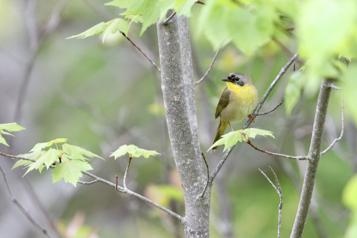 Common Yellowthroat - ML469014821