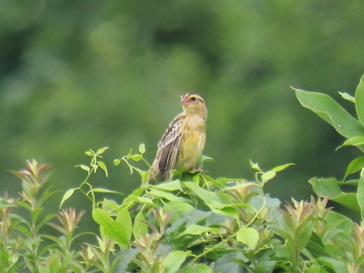 Bobolink - Edward Kittredge